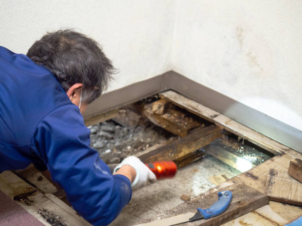 Best Attic Mold Removal  in Enumclaw, WA