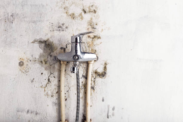 Best Certified Mold Removal  in Enumclaw, WA