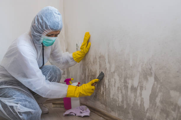 Mold Removal Process in Enumclaw, WA
