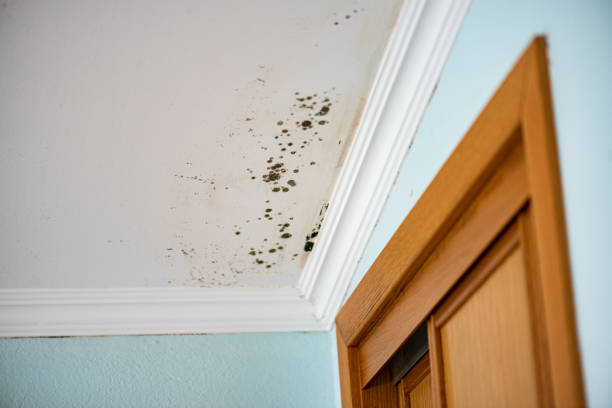 Best Mold Cleaning Services  in Enumclaw, WA