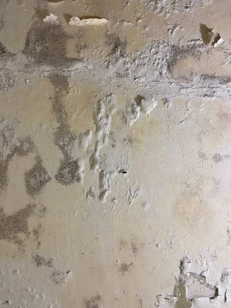 Best Mold Damage Repair  in Enumclaw, WA