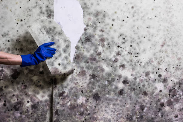Best Office Mold Removal Services  in Enumclaw, WA