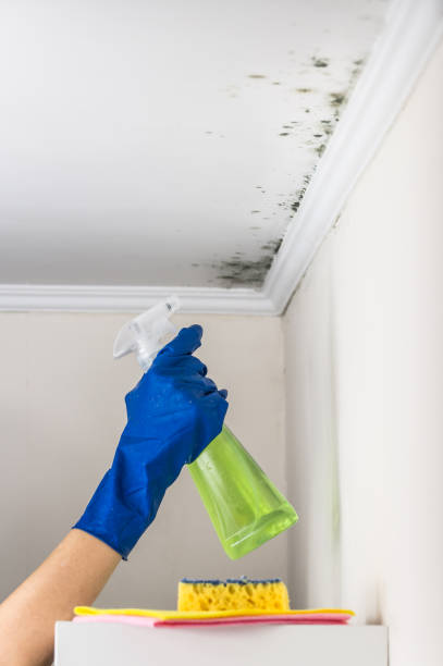 Best Toxic Mold Removal  in Enumclaw, WA
